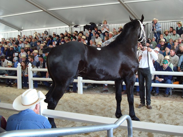 Top Selling Percheron Stallion at the Yoder Sale, Bloomfield, IA